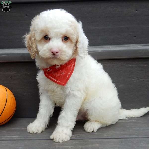 Frosty-(micro mini), Mini Goldendoodle Puppy