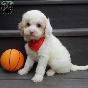 Frosty-(micro mini), Mini Goldendoodle Puppy