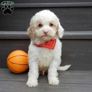 Frosty-(micro mini), Mini Goldendoodle Puppy