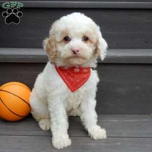 Frosty-(micro mini), Mini Goldendoodle Puppy