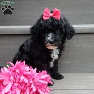 Angel-(micro mini), Mini Goldendoodle Puppy