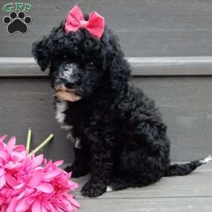 Angel-(micro mini), Mini Goldendoodle Puppy