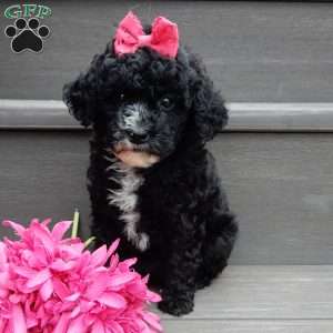 Angel-(micro mini), Mini Goldendoodle Puppy