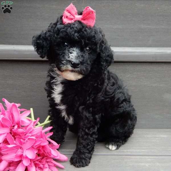 Angel-(micro mini), Mini Goldendoodle Puppy