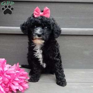 Angel-(micro mini), Mini Goldendoodle Puppy