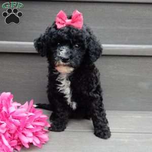 Angel-(micro mini), Mini Goldendoodle Puppy