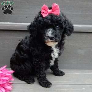 Angel-(micro mini), Mini Goldendoodle Puppy