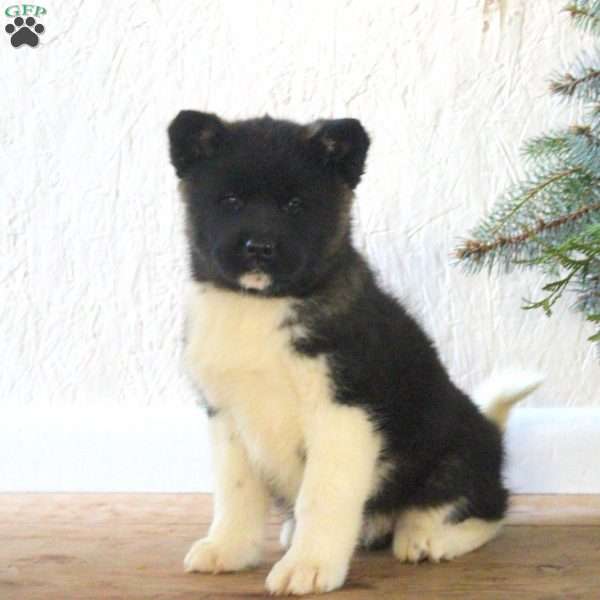 Rachel, Akita Puppy