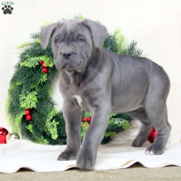 Rachel, Cane Corso Puppy