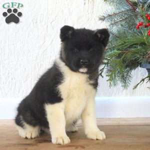 Rachel, Akita Puppy