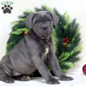 Rachel, Cane Corso Puppy