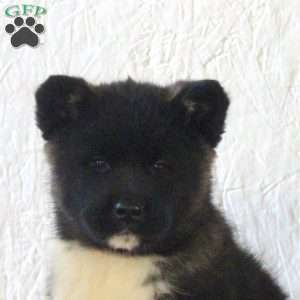 Rachel, Akita Puppy