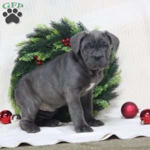 Rachel, Cane Corso Puppy