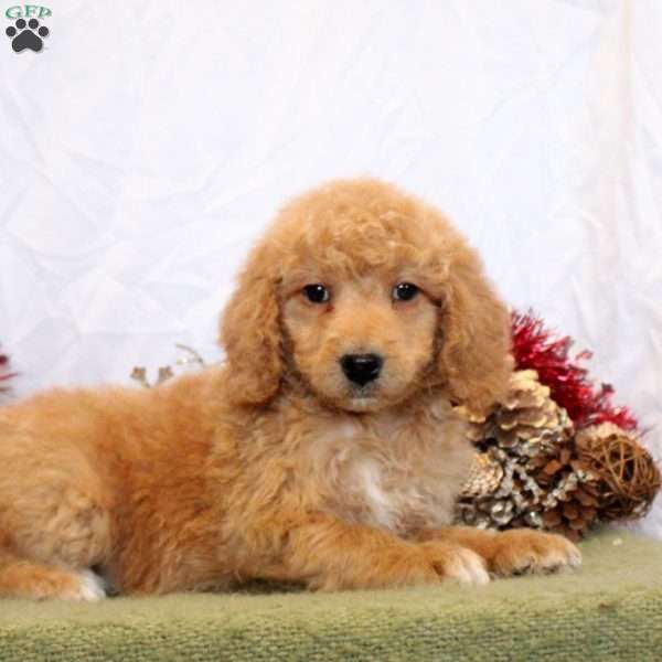 Rain, Mini Goldendoodle Puppy