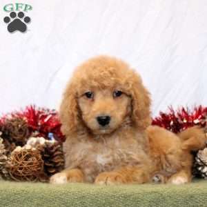 Rain, Mini Goldendoodle Puppy