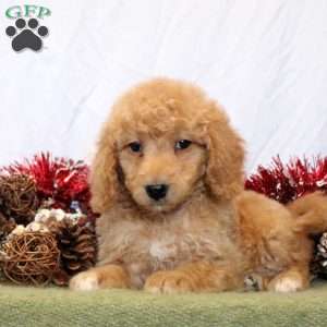 Rain, Mini Goldendoodle Puppy