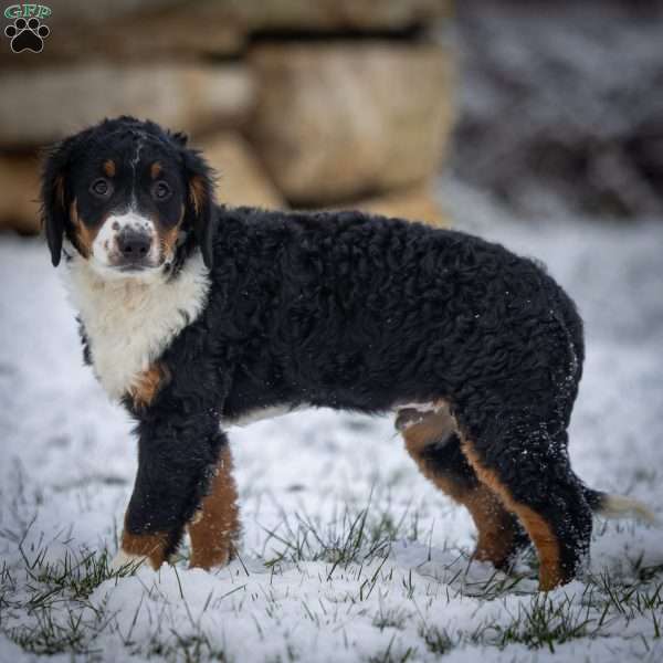 Rainier, Mini Bernedoodle Puppy