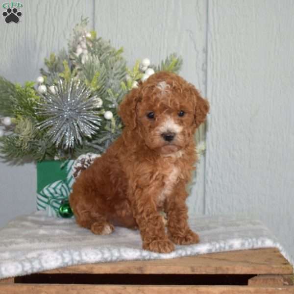 Ralph, Miniature Poodle Puppy