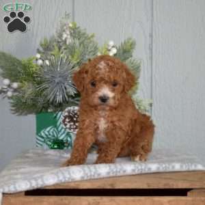 Ralph, Miniature Poodle Puppy