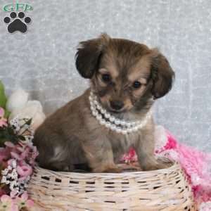 Ranae, Chiweenie Puppy