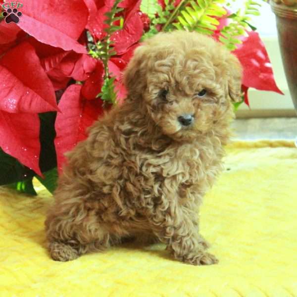 Randy, Toy Poodle Puppy