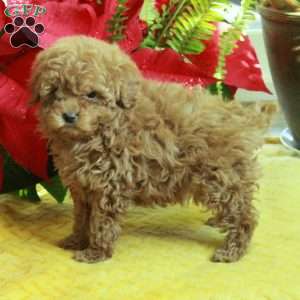 Randy, Toy Poodle Puppy