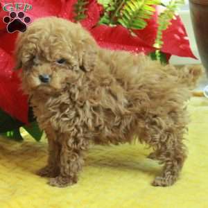 Randy, Toy Poodle Puppy