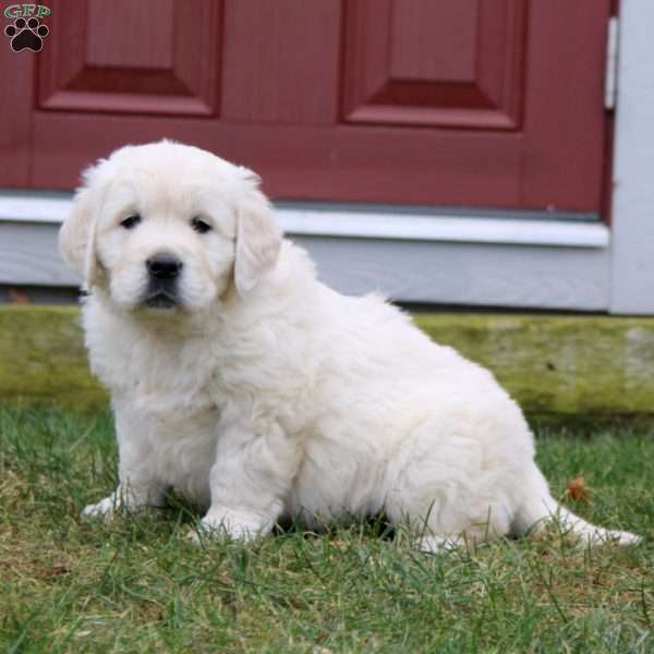 Randy, English Cream Golden Retriever Puppy