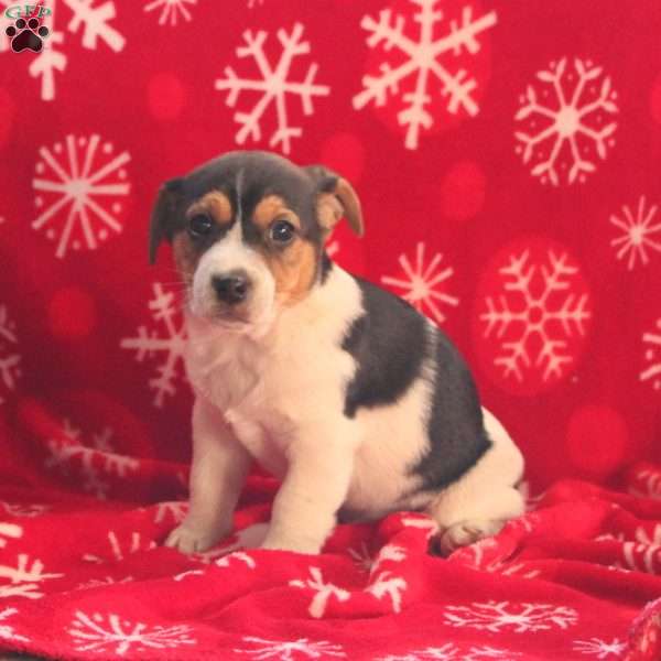 Ranger, Jack Russell Terrier Puppy