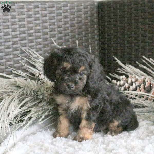 Rascal, Cavapoo Puppy