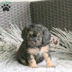 Rascal, Cavapoo Puppy