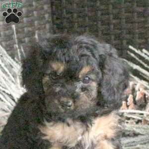 Rascal, Cavapoo Puppy