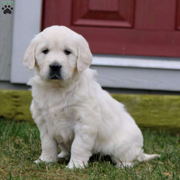 Rayna, English Cream Golden Retriever Puppy