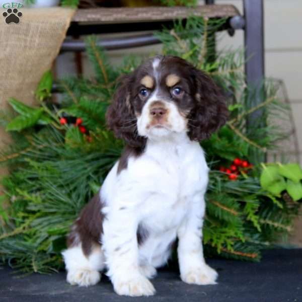 Rayna, Cocker Spaniel Puppy