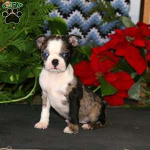 Rayna, Boston Terrier Puppy