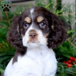 Rayna, Cocker Spaniel Puppy