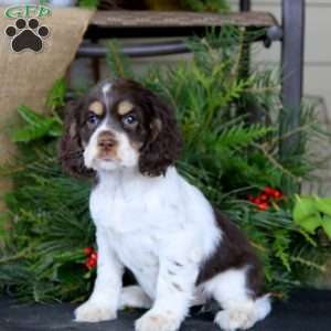 Rayna, Cocker Spaniel Puppy