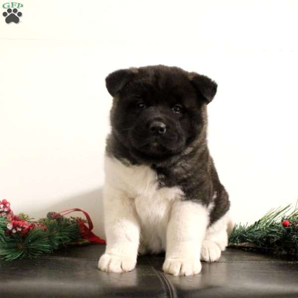 Reagan, Akita Puppy