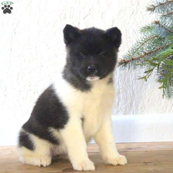 Reba, Akita Puppy