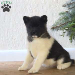 Reba, Akita Puppy