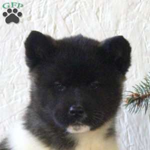 Reba, Akita Puppy