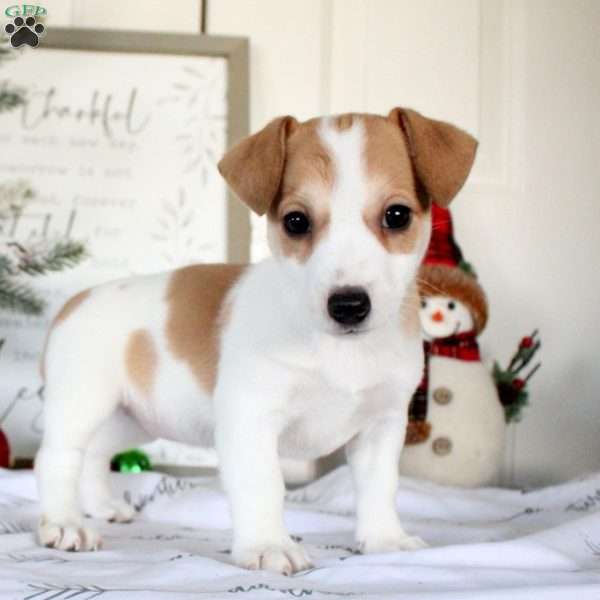 Reba, Jack Russell Terrier Puppy