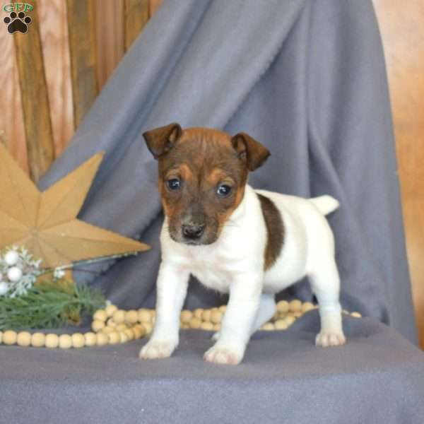 Rebel, Jack Russell Terrier Puppy