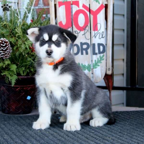 Reece, Alaskan Malamute Puppy