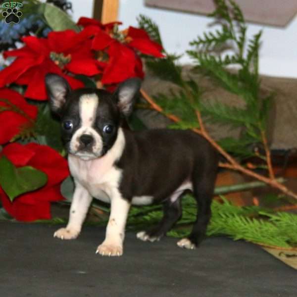 Reece, Boston Terrier Puppy