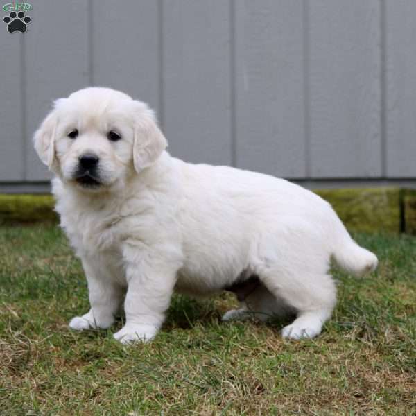 Reece, English Cream Golden Retriever Puppy