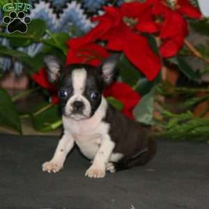 Reece, Boston Terrier Puppy