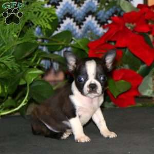 Reece, Boston Terrier Puppy