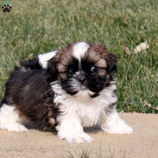 Reed, Shih Tzu Puppy