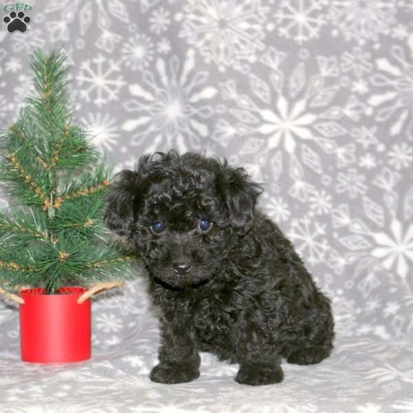 Reese, Mini Aussiedoodle Puppy